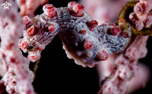 A Pigmy Seahorse