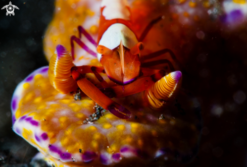 A emperor shrimp