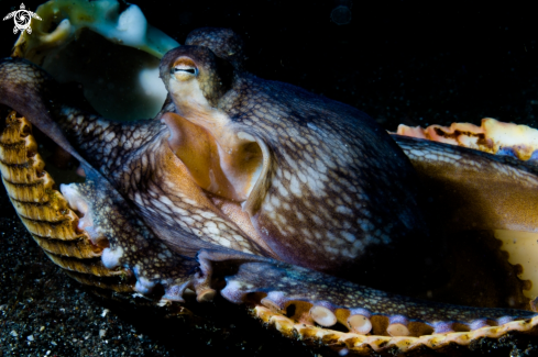 A Coconut Octopus