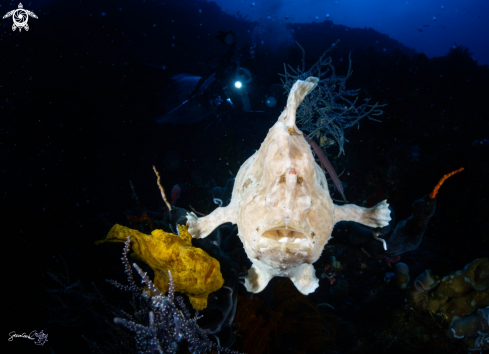 A Frog fish