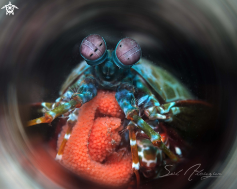 A mantis shrimp with eggs