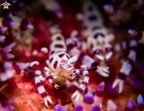 A Periclimenes colemani | Coleman shrimp