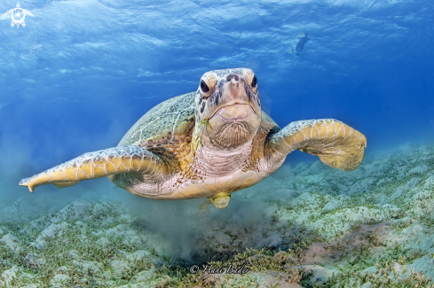 A Green  turtle