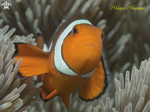 A Clownfish