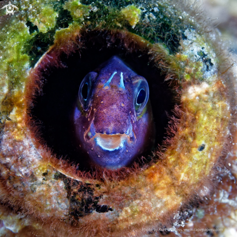 A Blenniella instiblennus, Rockskipper Blenni | Rockskipper Blenni