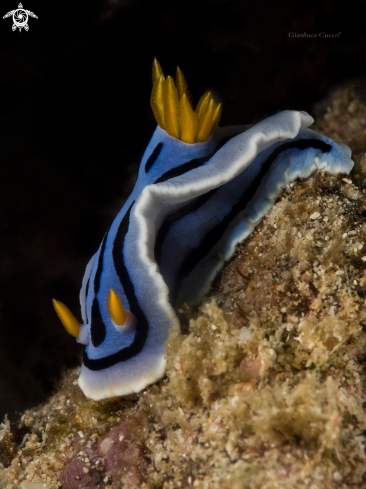 A  Nudibranch Chromodoris