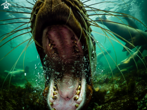 A Steller sea lion