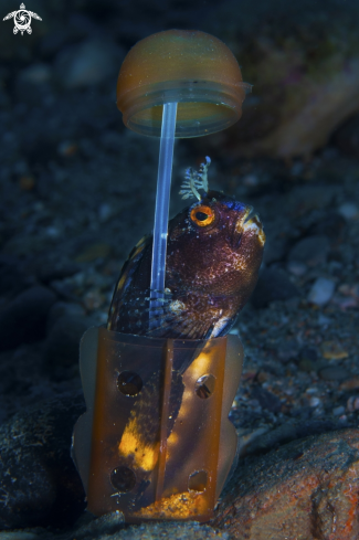 A Blennius ocellaris  | Bavosa Occhiuta