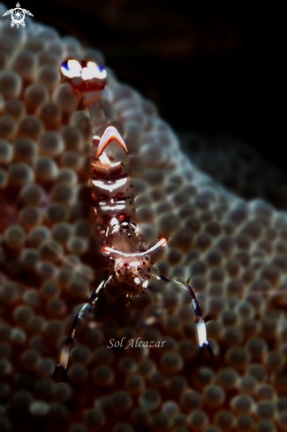 A glass shrimp