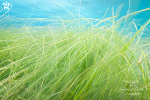 A Seagrass