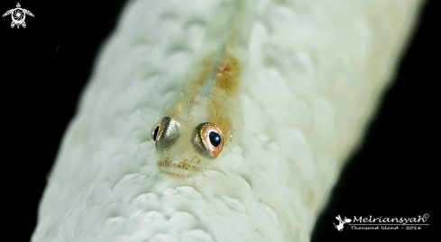 A Bryaninops yongei | Whip Coral Goby