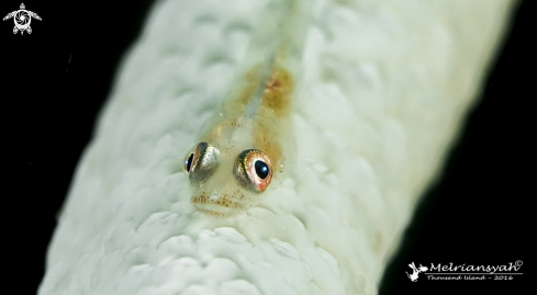 A Whip Coral Goby