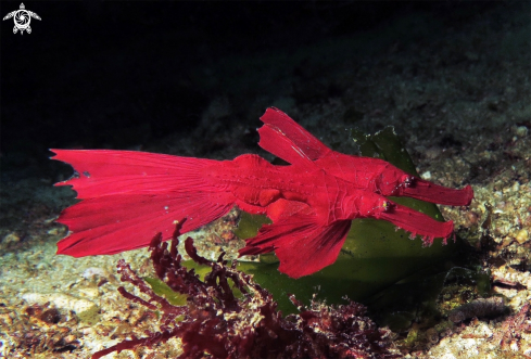 A Robust ghost pipefish