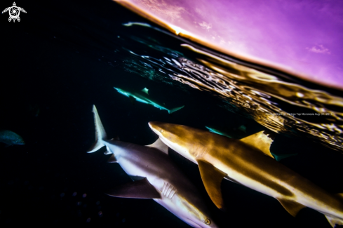 A reef shark