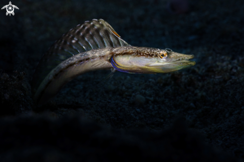 A Yellowface Pikeblenny