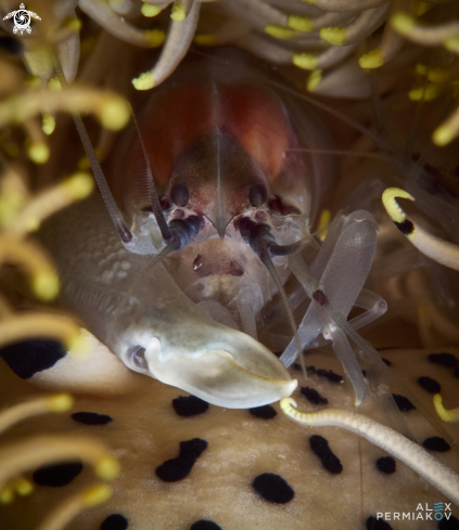 A Crinoid shrimp