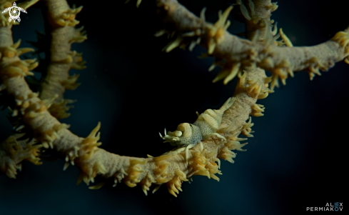 A Whip coral shrimp