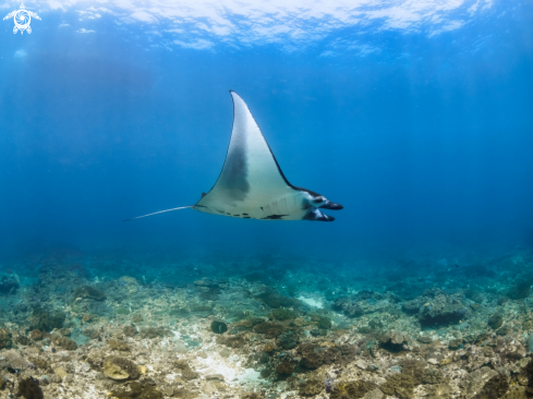 A Manta Ray