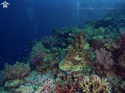 A Reef scape