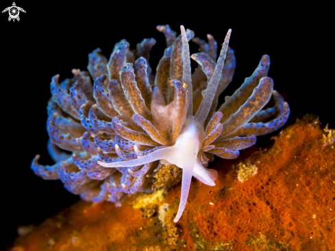 A Phyllodesmium crypticum | Nudibranch