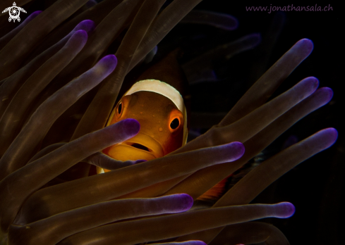 A Amphirion Ocellaris | Nemo