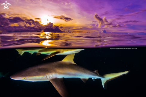 A reef shark