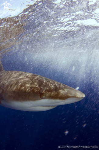 A Galapagos shark