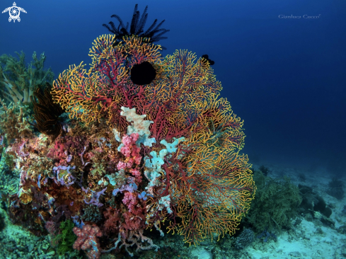 A Coral reef scape