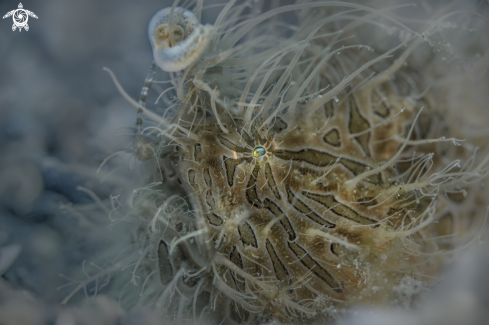 A Antennarius striatus  | Hairy Frogfish