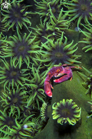 A red crab