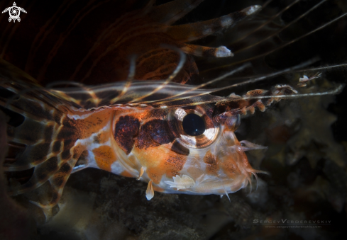 A Pterois antennata