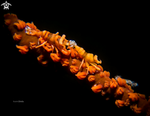 A Whip Coral Shrimps 