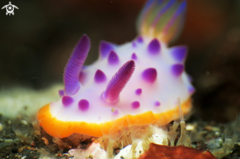 A Mexichromis Multituberculate | Nudibranch