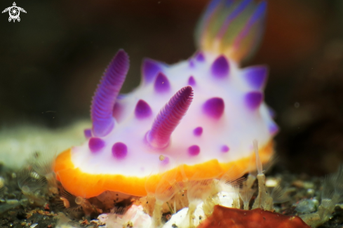 A Nudibranch