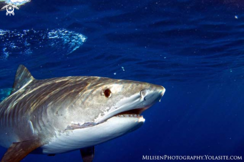 A Galeocerda cuvier | Tiger shark