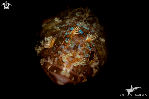 A Cape Triplefin