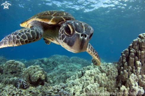 A Hawaiian green sea turtle