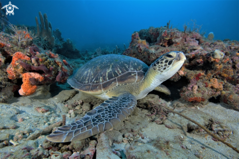 A Green Sea Turtle