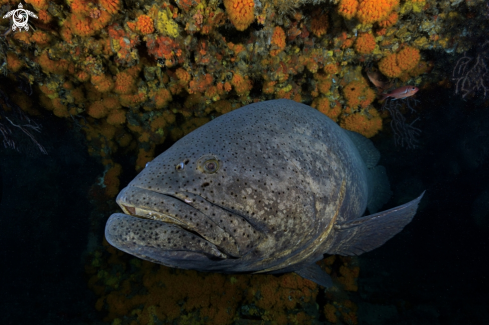 A Goliath Grouper