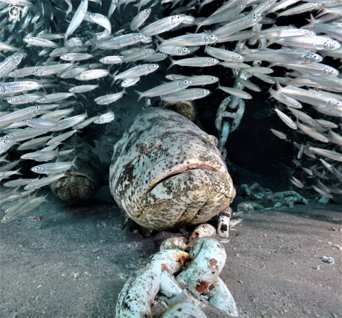 A Goliath Grouper