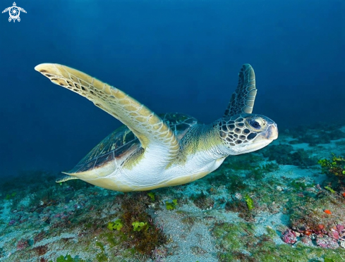 A Green Sea Turtle