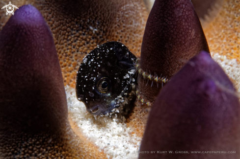 A Puffer Fish juv.