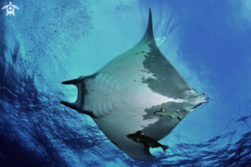 A Mobula tarapacana | Mobula