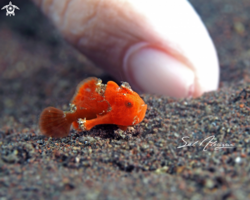 A juvenile frogfish