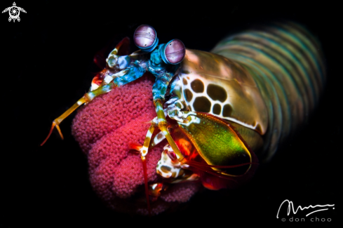 A Peacock Mantis Shrimp