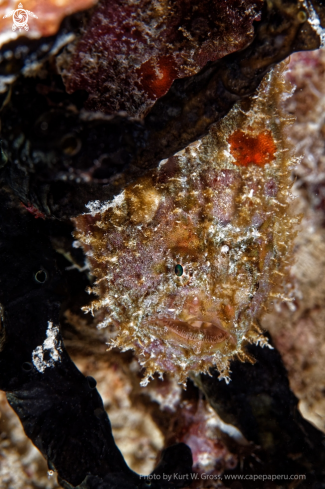 A Antennarius coccineus | Frog Fish