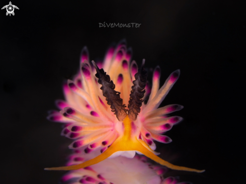 Nudibranch