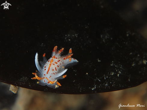 A Okenia mediterranea | Okenia