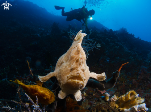 A frog fish 