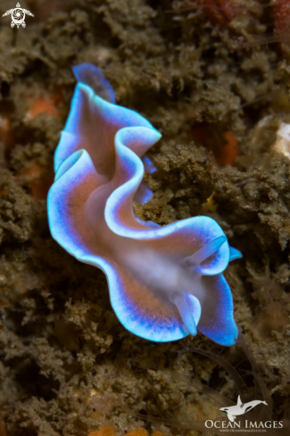 A Frilled Nudibranch